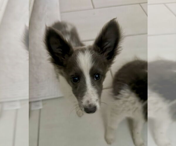 Medium Photo #1 Mutt Puppy For Sale in Newport Beach, CA, USA