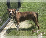 Small #8 Mutt