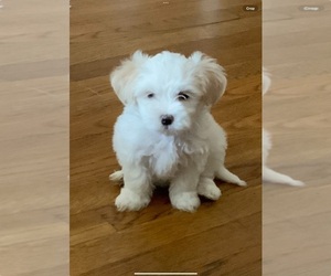 Maltipoo Litter for sale in SOUTH WEYMOUTH, MA, USA