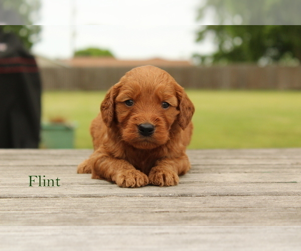 Medium Photo #2 Goldendoodle (Miniature) Puppy For Sale in SCURRY, TX, USA