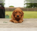 Small Photo #2 Goldendoodle (Miniature) Puppy For Sale in SCURRY, TX, USA