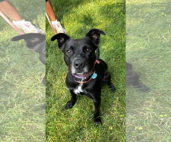 Medium Photo #4 Mutt Puppy For Sale in Rockaway, NJ, USA