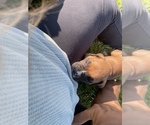 Small Photo #7 Boxer Puppy For Sale in CLAYTON, DE, USA