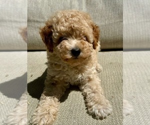 Poodle (Miniature) Puppy for sale in CAPISTRANO BEACH, CA, USA