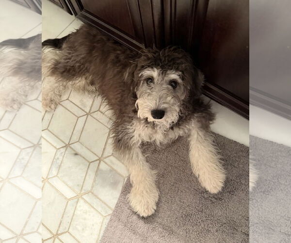 Medium Photo #3 Bernese Mountain Dog-Poodle (Miniature) Mix Puppy For Sale in Valrico, FL, USA