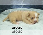 Image preview for Ad Listing. Nickname: Apollo
