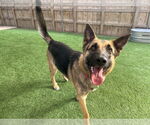 Small #1 German Shepherd Dog