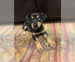 Mutt-Rottweiler Mix Puppy for sale in FORT WORTH, TX, USA