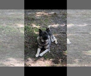 Father of the Norwegian Elkhound puppies born on 01/28/2023