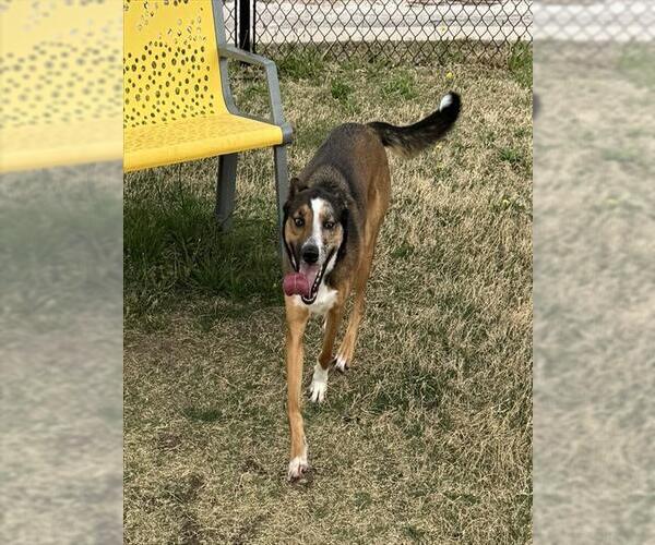 Medium Photo #1 Catahoula Leopard Dog-Unknown Mix Puppy For Sale in Temple, TX, USA