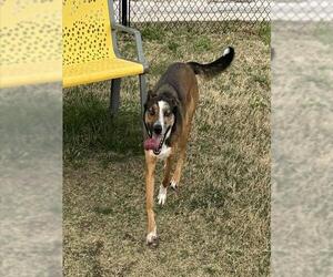 Catahoula Leopard Dog-Unknown Mix Dogs for adoption in Temple, TX, USA