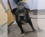Small #4 American Staffordshire Terrier Mix