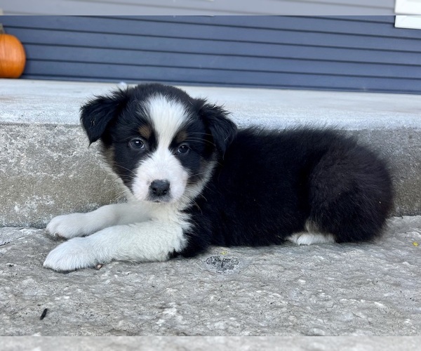 Medium Photo #1 Australian Shepherd Puppy For Sale in LODA, IL, USA