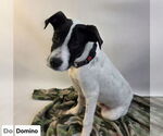Small #1 Lab-Pointer