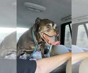 Boxer-Pug Mix Dogs for adoption in Burnsville, MN, USA
