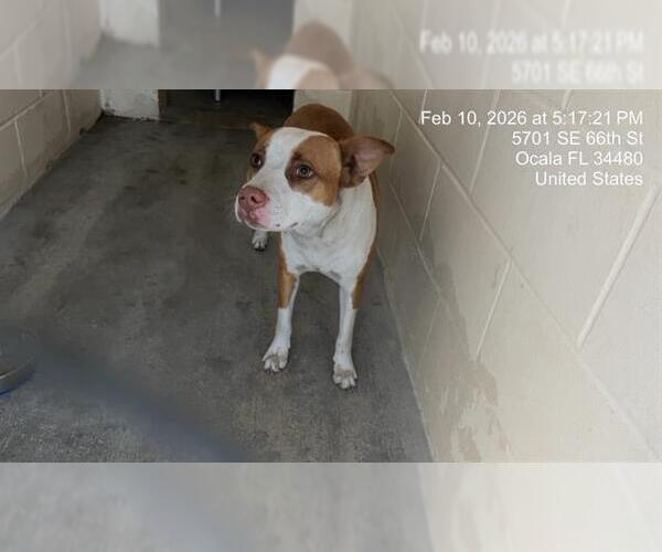 Medium Photo #1 American Bulldog-Unknown Mix Puppy For Sale in Ocala, FL, USA