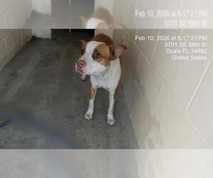 American Bulldog-Unknown Mix Dogs for adoption in Ocala, FL, USA