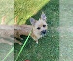 Small #1 Cairn Terrier