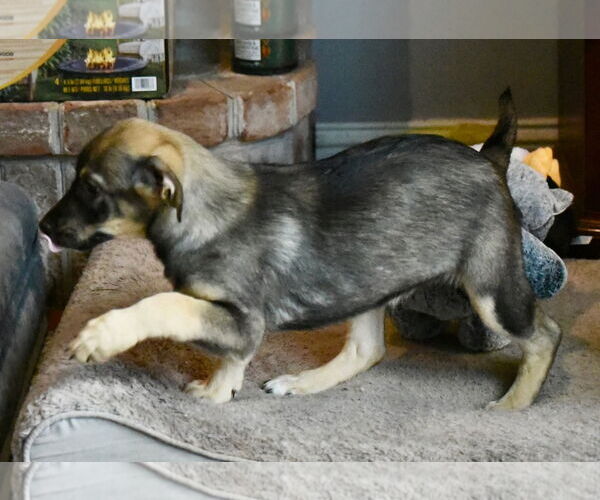 Medium Photo #2 Labrador Retriever-Unknown Mix Puppy For Sale in Mechanicsburg, PA, USA