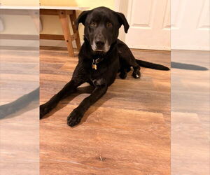 Labrador Retriever-Unknown Mix Dogs for adoption in Lakewood, CO, USA