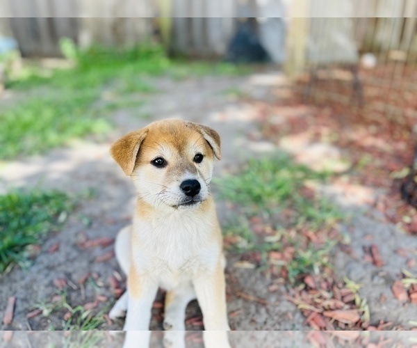 Medium Photo #12 Shiba Inu Puppy For Sale in FREMONT, CA, USA