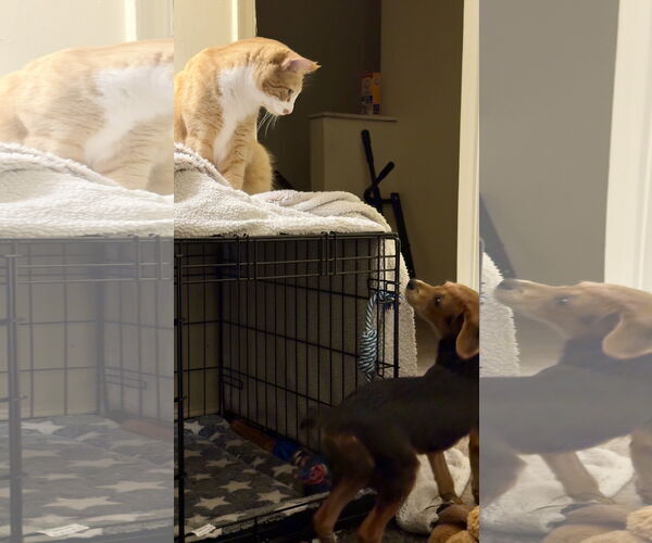 Medium Photo #2 Cheagle Puppy For Sale in Virginia Beach, VA, USA