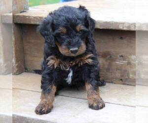 Bernedoodle-Poodle (Miniature) Mix Puppy for sale in STANLEY, WI, USA