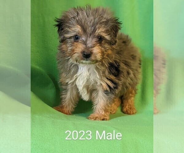 Medium Photo #1 Australian Shepherd-Poodle (Toy) Mix Puppy For Sale in CLARE, IL, USA