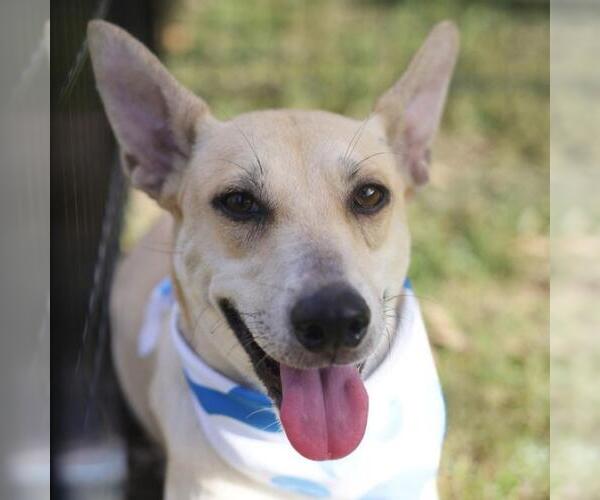 Medium Photo #3 Carolina Dog-Unknown Mix Puppy For Sale in San Antonio, TX, USA