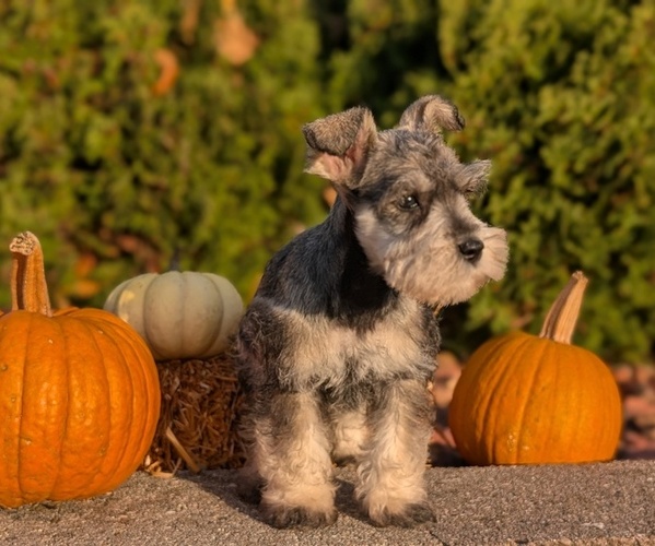 Medium Photo #30 Schnauzer (Miniature) Puppy For Sale in GOSHEN, IN, USA