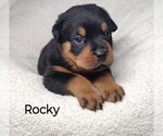 Puppy Rocky Rottweiler