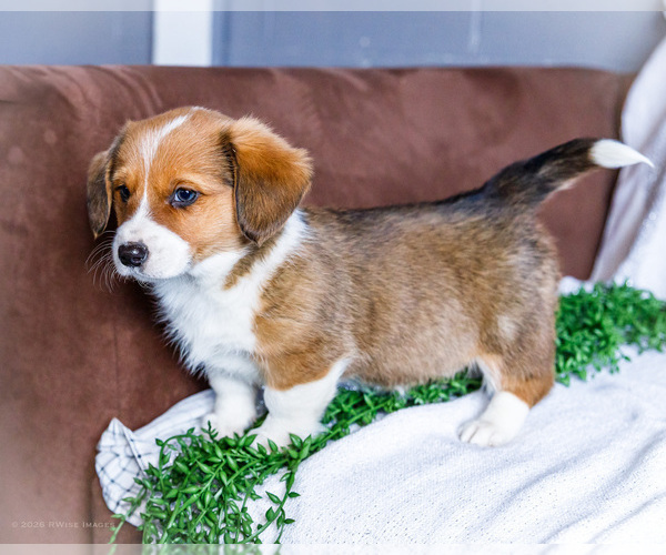 Medium Photo #3 Dorgi Puppy For Sale in WAKARUSA, IN, USA