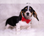 Small Photo #72 Dachshund Puppy For Sale in WARSAW, IN, USA