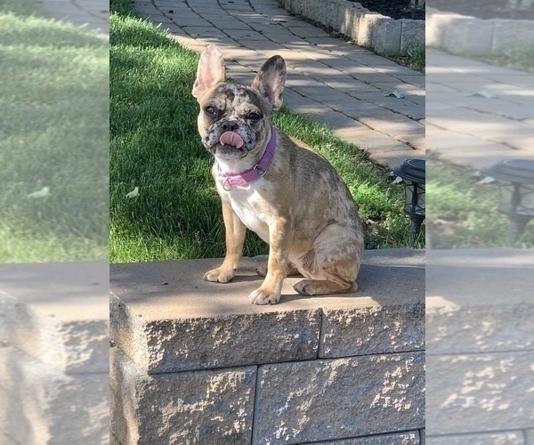 Medium Photo #1 French Bulldog Puppy For Sale in ALBURTIS, PA, USA