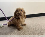 Small #9 Shih-Poo