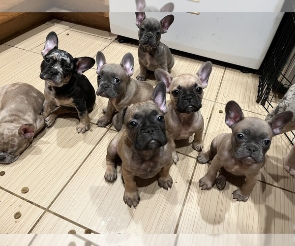 Medium Photo #1 French Bulldog Puppy For Sale in PALM SPRINGS, CA, USA