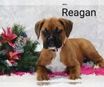 Puppy Reagan Boxer