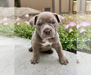 Bulldog Dogs for adoption in Menifee, CA, USA
