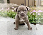 Nettle - Female Bulldog Dog for Adoption - Small photo