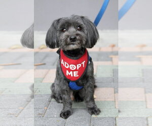 Mal-Shi Dogs for adoption in Mission Viejo, CA, USA