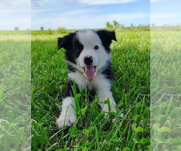 Medium Photo #1 Border Collie Puppy For Sale in NORBORNE, MO, USA
