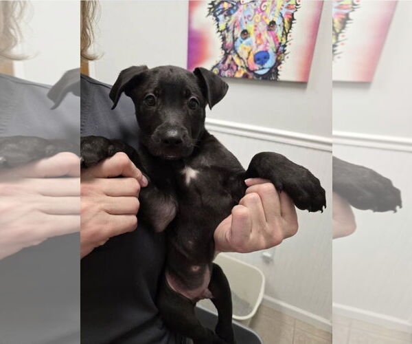 Medium Photo #9 Huskies -Labrador Retriever Mix Puppy For Sale in McDonough, GA, USA