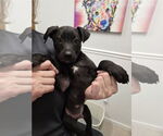 Small #8 Huskies -Labrador Retriever Mix
