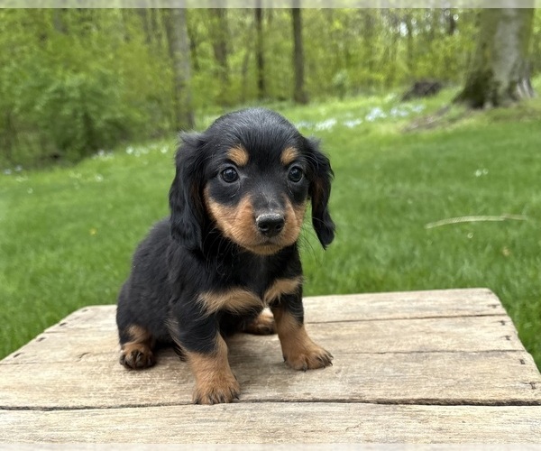 Medium Photo #2 Dachshund Puppy For Sale in MIDDLEBURY, IN, USA