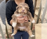 Small Photo #2 Miniature Australian Shepherd Puppy For Sale in FRANKLIN, NC, USA