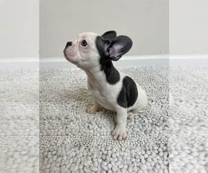 French Bulldog Puppy for sale in CHARLESTON, SC, USA