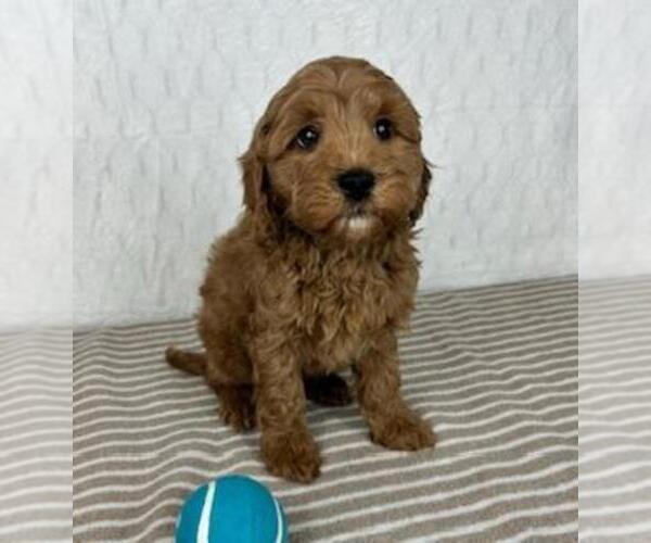 Medium Photo #5 Cavapoo Puppy For Sale in GREENFIELD, IN, USA