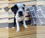 Small #4 Boston Terrier