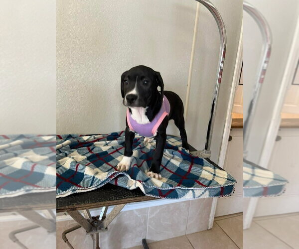 Medium Photo #3 Labbe Puppy For Sale in Osgood, IN, USA