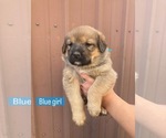 Small #9 Great Pyrenees-Rottweiler Mix